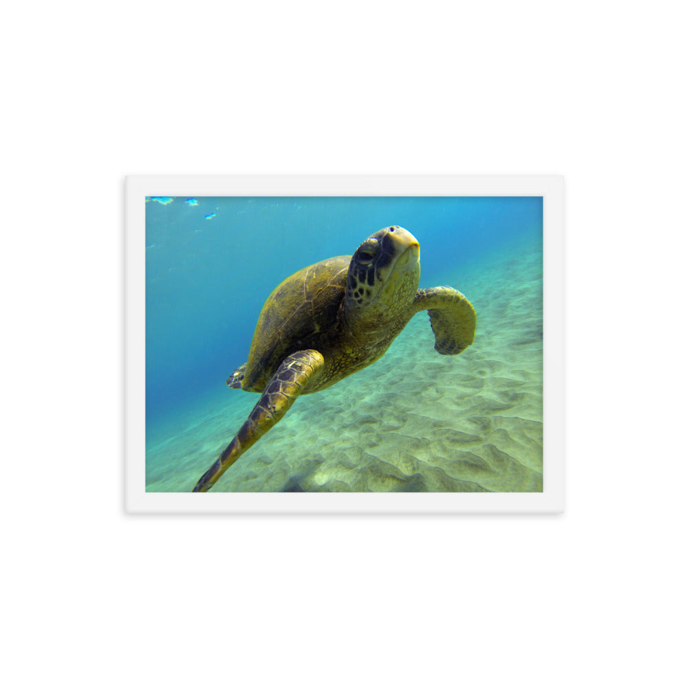 "Hello Honu" Framed photo paper poster