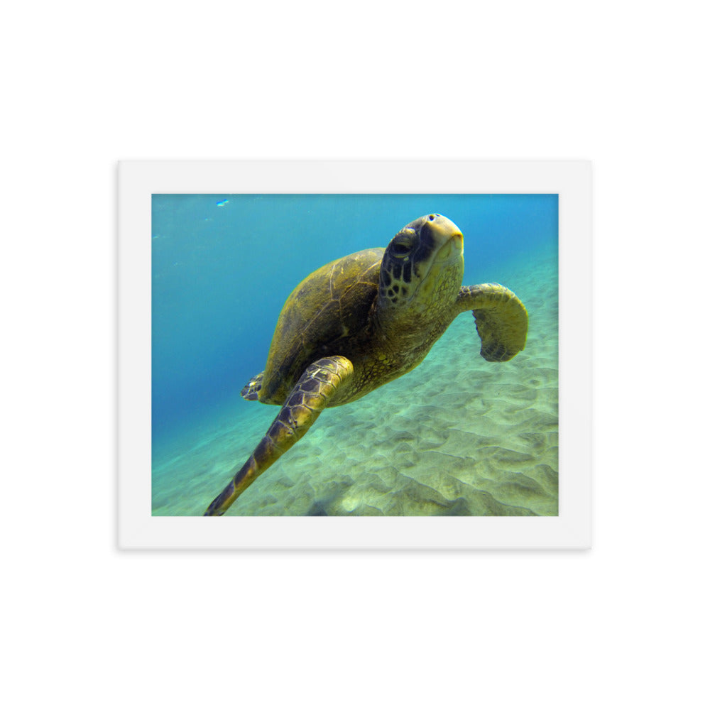 "Hello Honu" Framed photo paper poster